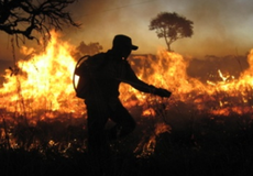 Em todo o ano passado, foram queimados 1,18 milho de hectares em unidades de conservao federais de todo o Pas