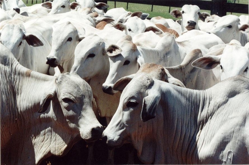 Foram vacinados mais de 12 milhes de bovinos e bubalinos em todo o estado.