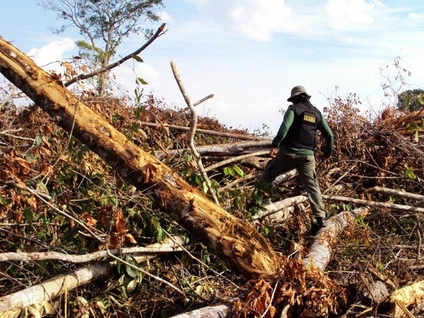 Operao contra desmatamento em agosto em Mato Grosso