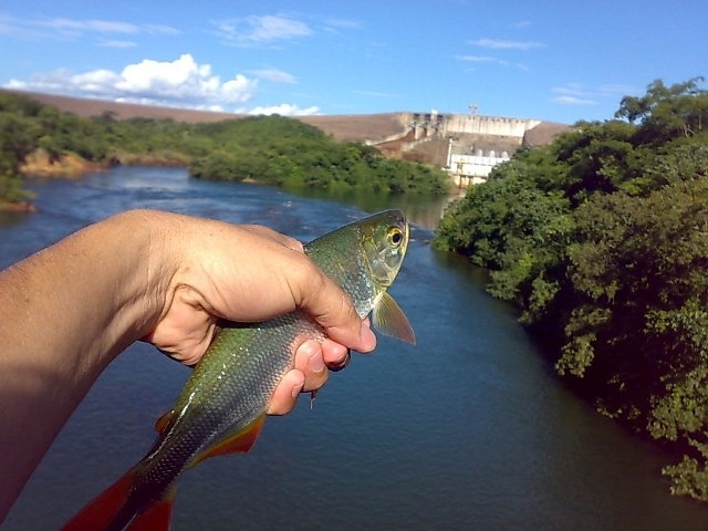 Foi realizado um trabalho de conscientizao no trecho do Rio Arinos, soltando 30 mil peixes alevinos
