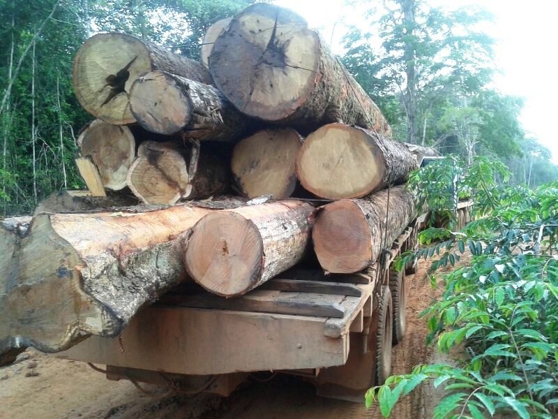 Operao foi realizada na fazenda Ouro Verde, que desde o ano de 2012 registra denncias da extrao ilegal de madeira