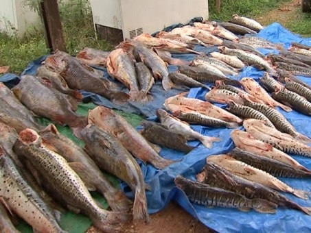 Dema autua 18 pessoas com 4,6 ton. de pescado irregular na piracema