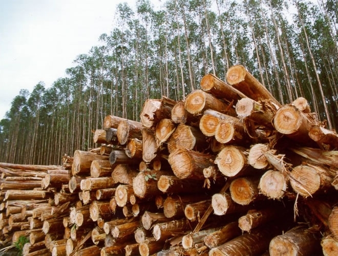 Plano  uma parceria entre o Governo do Estado e o setor de base florestal