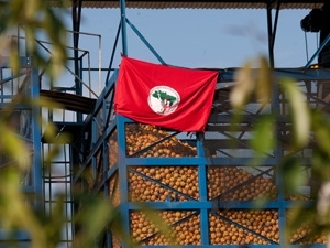 Bandeira do MST indica ocupao de fazenda da empresa Cutrale, em SP, em agosto.