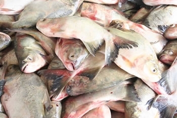 O projeto Peixe Santo foi criado em 1991 com o objetivo de fomentar a comercializao de peixes criados em viveiros.