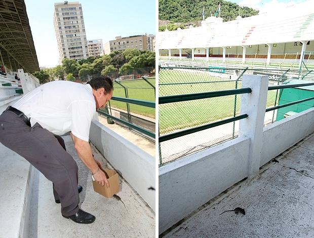 Rato caiu nas Laranjeiras durante treino e foi retirado por funcionrio