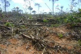 Estimativa de Mato Gross  de que o desmatamento tenha reduzido no Estado para pouco mais de 800 quilmetros quadrados.