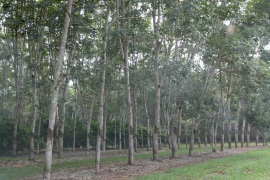 Meta  transformar Mato Grosso no 2 produtor de borracha do Brasil