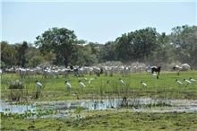 Objetivo do projeto  formar, junto  opinio pblica, uma imagem positiva da pecuria sustentvel praticada no Pantanal