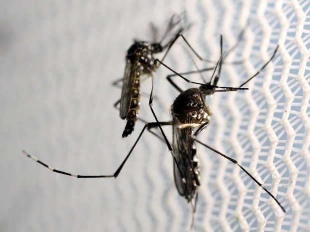 Mosquito Aedes aegypti, transmissor do vrus da zika, em laboratrio