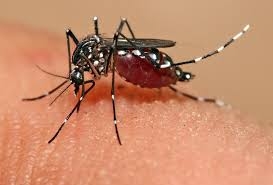 Segundo ministério da Saúde, Brasil vai manter emergência em relação ao zika vírus