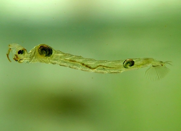 Larva de Chaoborus sp: estudo aponta que larva  responsvel por produo de gases de efeito estufa