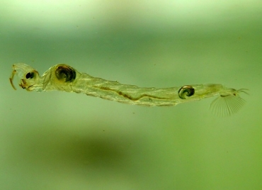 Larva de Chaoborus sp: estudo aponta que larva  responsvel por produo de gases de efeito estufa