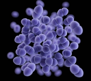 Imagem gerada por computador em 3D mostra aglomerado de bactria Enterococcus resistente  vancomicina