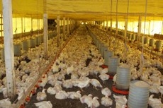No primeiro trimestre, abate de frangos foi 0,3% maior que no mesmo perodo de 2016