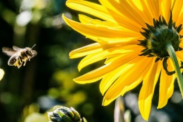 O soro antiaplico vem sendo testado em pacientes que tiveram mltiplas picadas de abelha