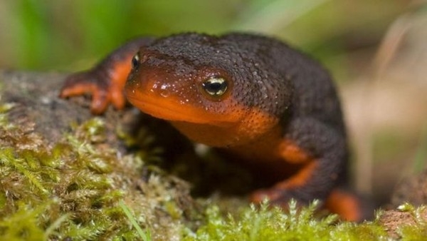Taricha granulosa, um tipo de salamandra, tambm pode sobreviver  viagem pelo intestino de um sapo
