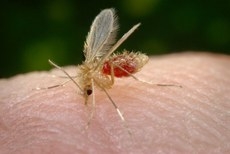 Mosquito conhecido como mosquito-palha, parasita da leishmaniose