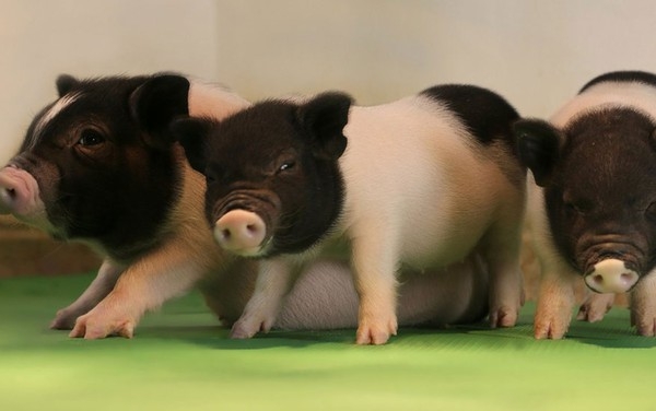 Cientistas usaram tcnica de edio de DNA para eliminar vrus de porcos