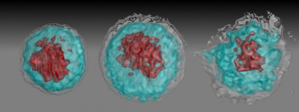 Imagem de autores do estudo mostra interao do vrus zika com glbulos brancos