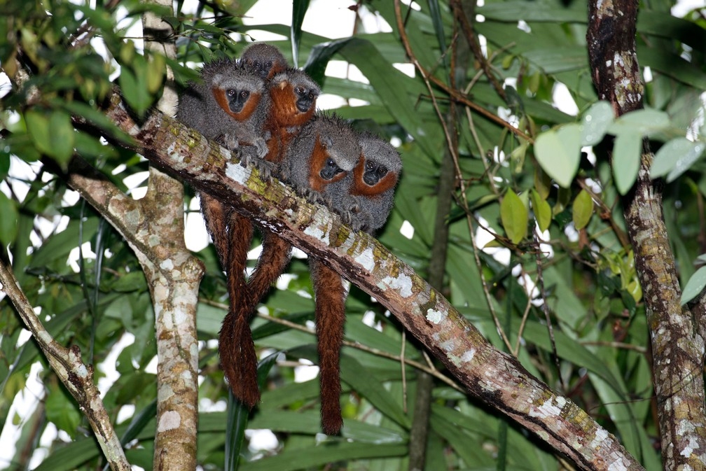 Macaco zogue-zogue-rabo-de-fogo foi descoberto em dezembro de 2010, no noroeste do Mato Grosso