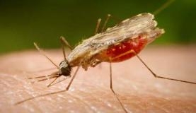 Mosquito Anopheles, transmissor da malria