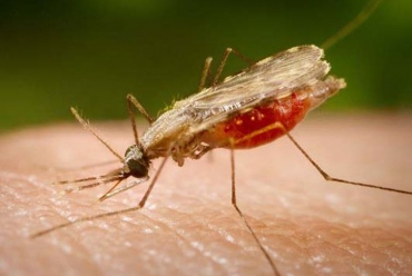 Mosquito Anopheles transmissor da malria - Portal Biologia/divulgao