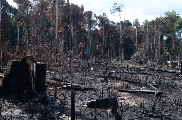 Desmatamento das florestas respondem pela principal fonte de emisso de gases de efeito estufa no pas - Arquivo/Agncia Brasil