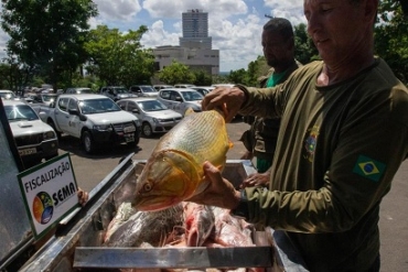 O pescado foi doado para dezesseis instituies - Foto: Haillyn Heiviny / GCOM-MT