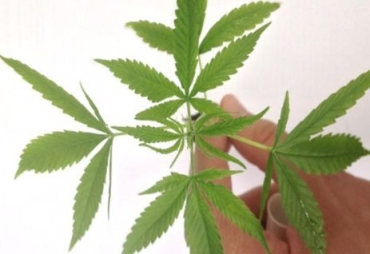 Proposta livera cultivo  Cannabis sativa para uso teraputico - Divulgao / PF