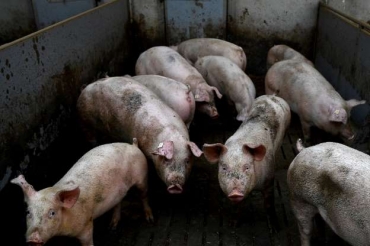  Fornecido por AFP - Porcos em seu chiqueiro em uma fazenda de Goudelin no oeste da Frana em 13 de fevereiro