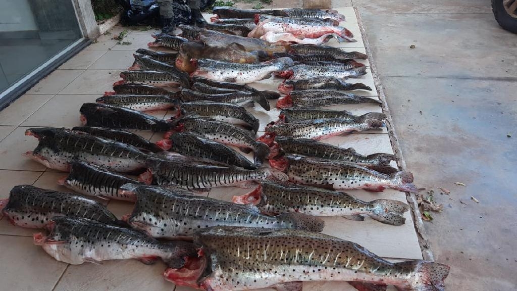 Peixe foi transportado sem cabea, ferindo as regras de pesca - Foto: Sema-MT