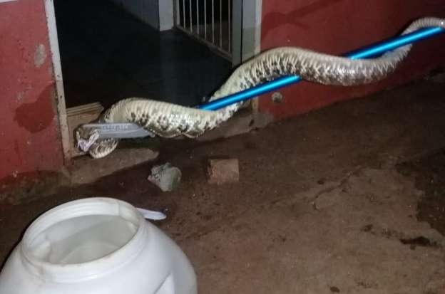  CBMMG - Bombeiros capturaram a cascavel que  uma das cobras de veneno mais potente do Brasil