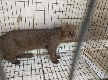 Gato-mourisco capturado  solto na natureza pela Sema - Foto: Sema-MT