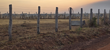 Os 52 animais bovinos estavam sem procedncia sanitria - Foto: Gefron