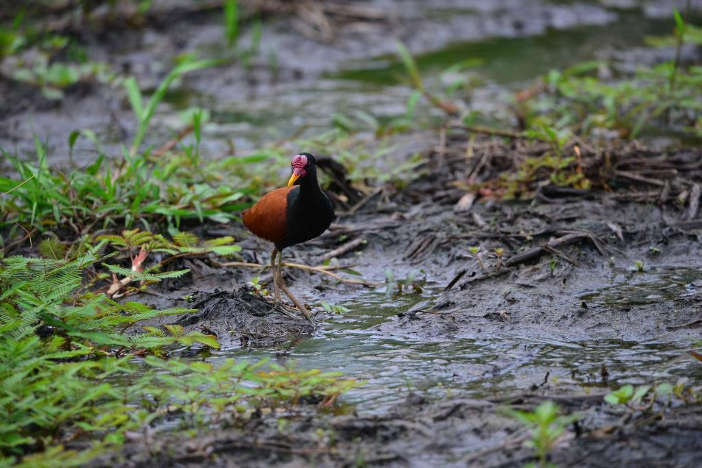 Cafezinho - Jacana jacana Linnaeus,1766 Foto: Arquivo pessoal