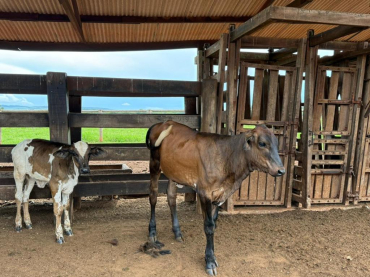 Foto: Assessoria Seaf