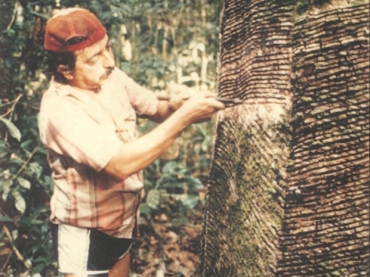 Chico Mendes trabalhando em corte de seringa 