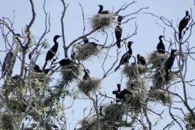De maro a junho  o perodo reprodutivo dos bigus, biguatingas e baguaris, no Pantanal de Mato Grosso.