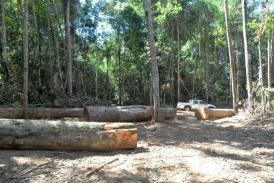 Apreenso de madeira por extrao ilegal no municpio de Juara/MT