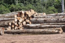 Ao conjunta Sema e Ibama faz apreenso de madeira ilegal em Itaba