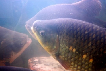 Peixes retornam para o rio.