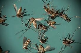 Mosquito Aedes aegypti  responsvel pela transmisso de dengue, zika e chikungunya