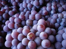 Consumo de uva e derivados, como suco e vinho, foram objeto de pesquisas divulgadas em simpsio no RS