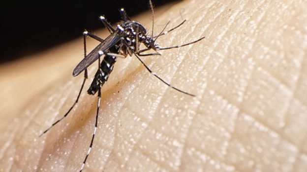Mosquito Aedes aegypti  transmissor da febre amerala e dos vrus zika, dengue e Chikungunya