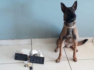 Cão farejador descobre droga dentro de ventilador - Foto: Polícia Penal