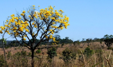  Toninho Tavares/Agncia Braslia