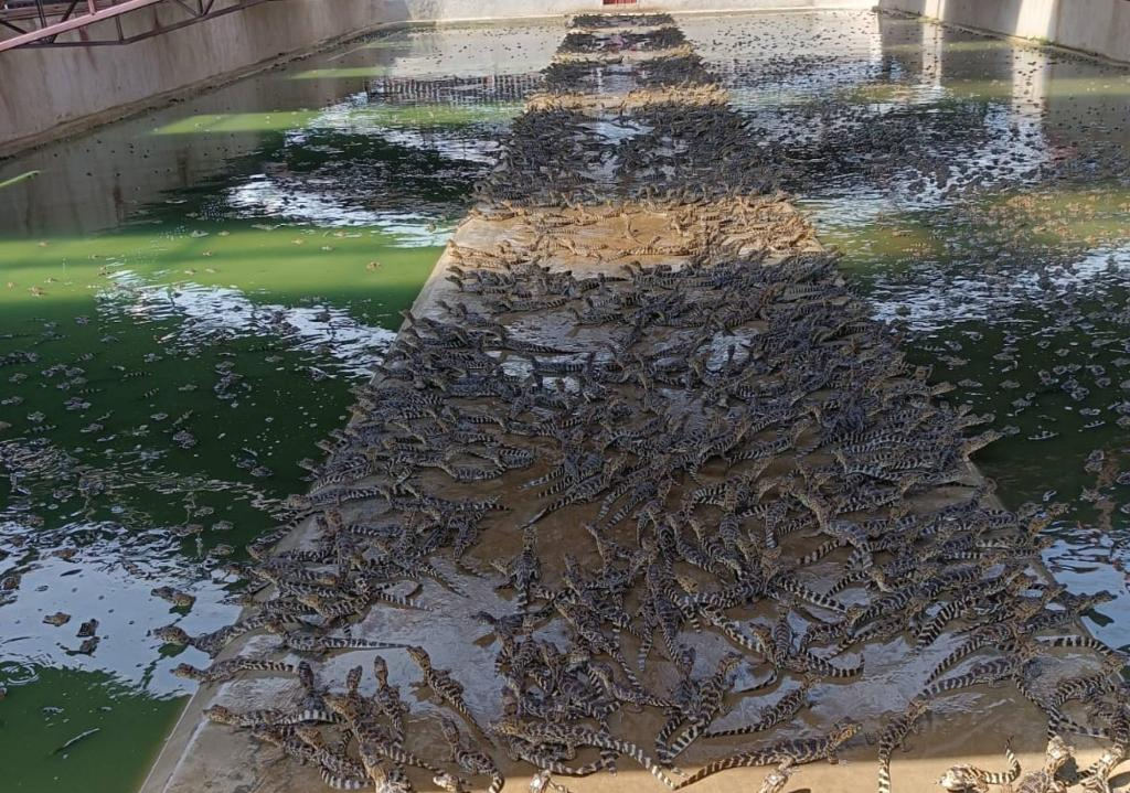 Foto: Arquivo/Pesquisador